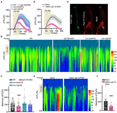 The Voltage-Gated Calcium Channel EGL-19 Acts on Glia to Drive Olfactory Adaptation